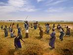 femmes aux champs (Afrique)